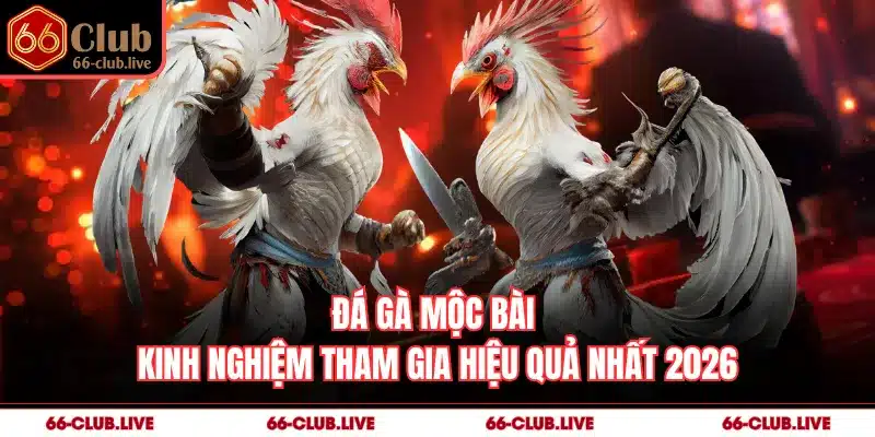 Đá Gà Mộc Bài - Kinh Nghiệm Tham Gia Hiệu Quả Nhất 2026