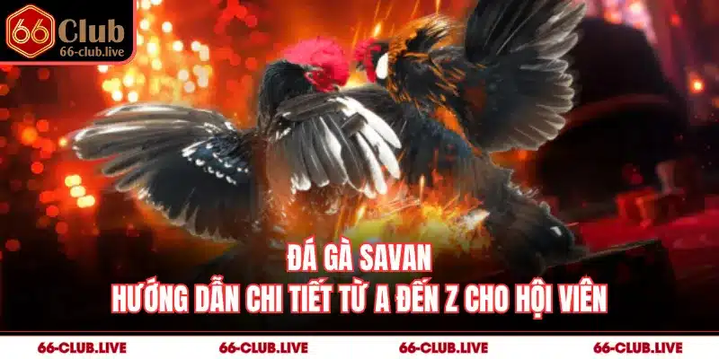 Đá Gà Savan - Hướng Dẫn Chi Tiết Từ A Đến Z Cho Hội Viên