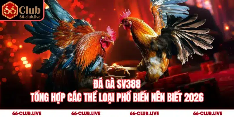 Đá Gà Sv388 - Tổng Hợp Các Thể Loại Phổ Biến Nên Biết 2026
