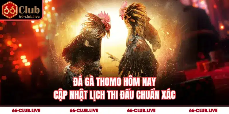 Đá Gà Thomo Hôm Nay - Cập Nhật Lịch Thi Đấu Chuẩn Xác
